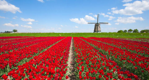إستكشف الريف الهولندي الساحر وروعة الطبيعية الهولندية الخلابة